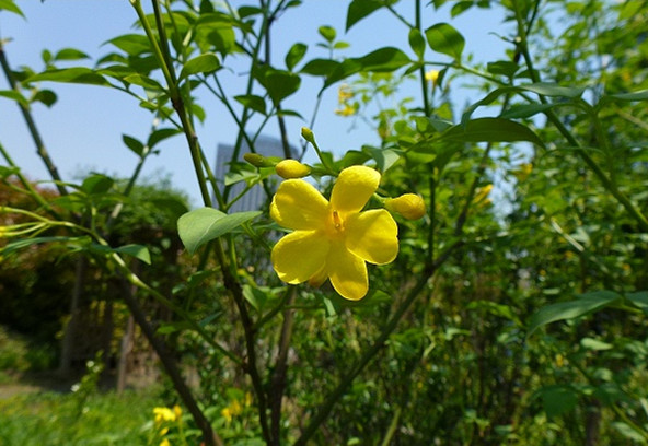  p data-id="gnbwxpa8ef">探春花( i>chrysojasminum floridum /i>