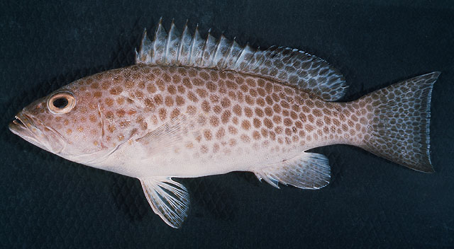  p>宝石石斑鱼,epinephelus areolatus  (forssk  l, 1775) , a href=