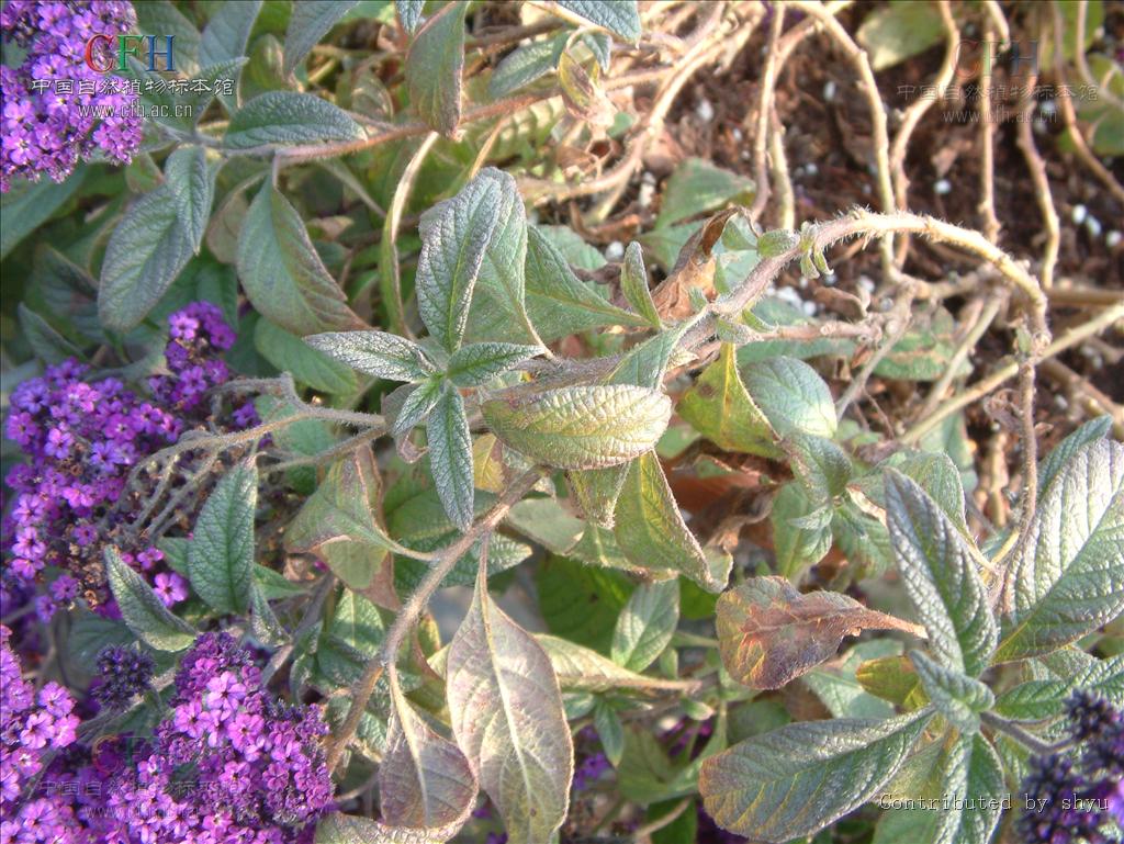  p> a href="#" data-lemmaid="3979500">天芥菜 /a>(学名