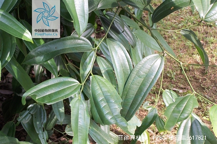  p>菲律宾朴树(学名: i>celtis philippensis  /i>blanco),为双子叶