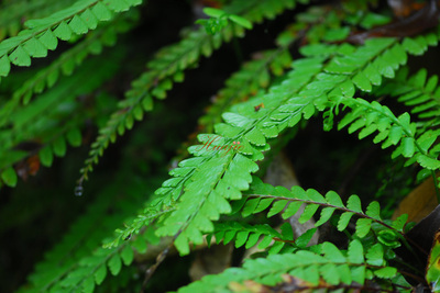  p>齿果铁角蕨(学名: i>asplenium cheilosorum /i> kunze ex mett)是