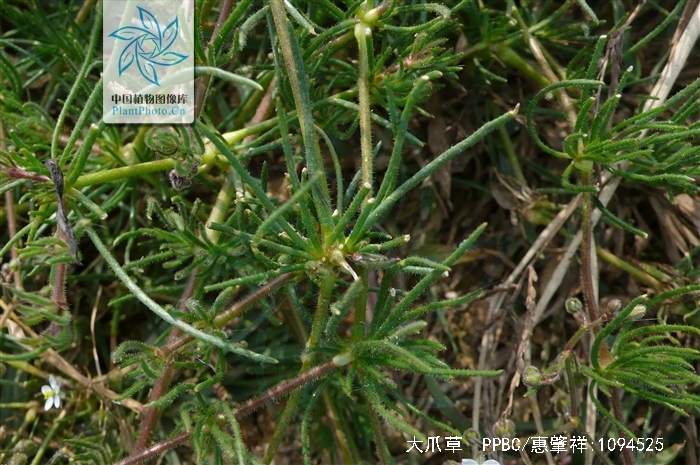 spergula arvensis linnaeus