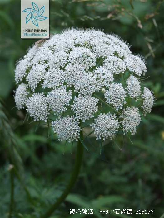  p>短毛独活(学名: i>heracleum moellendorffii /i> hance)是伞形科