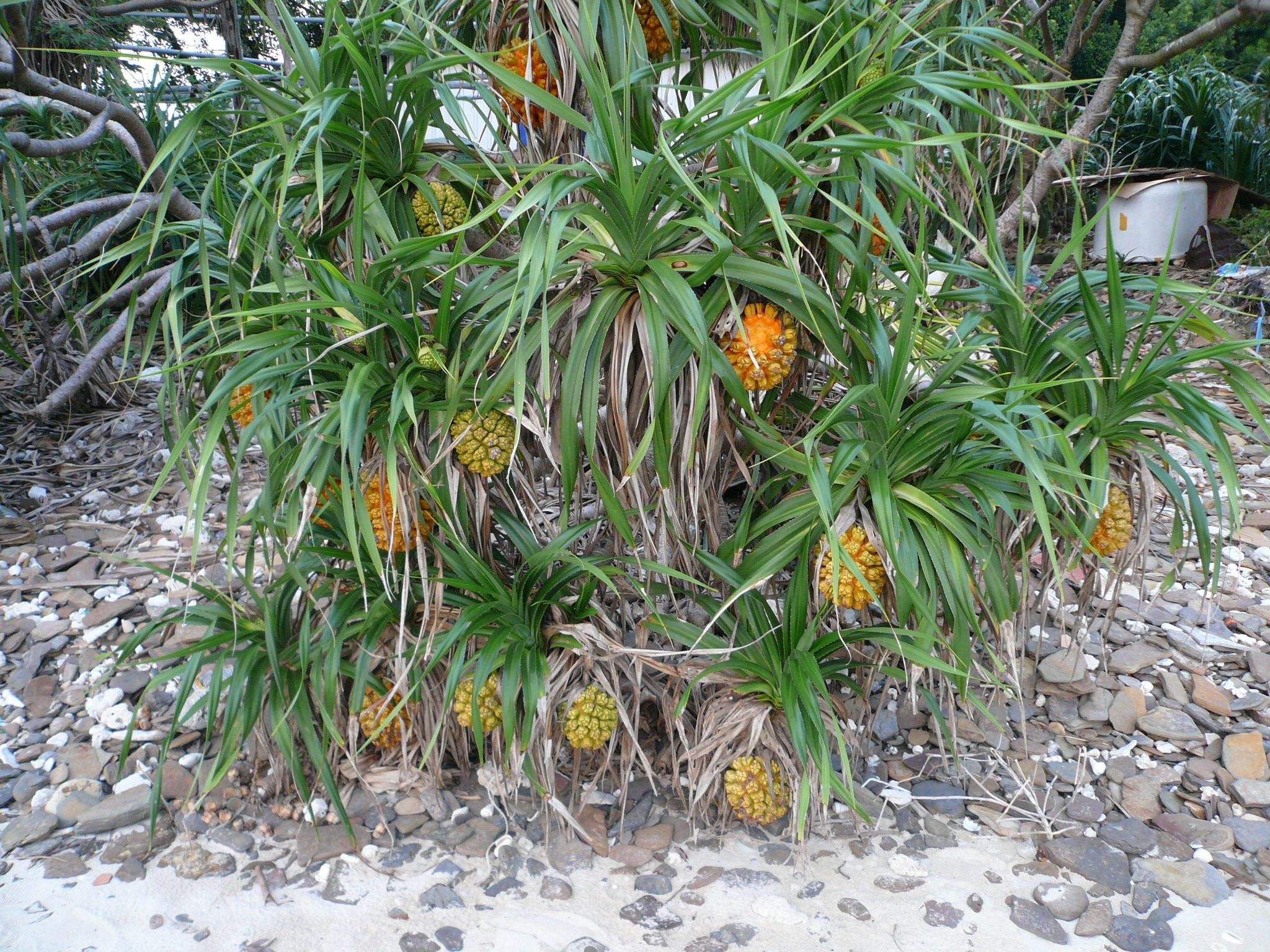  p>多年生常绿草本或小灌木状植物,具分枝.