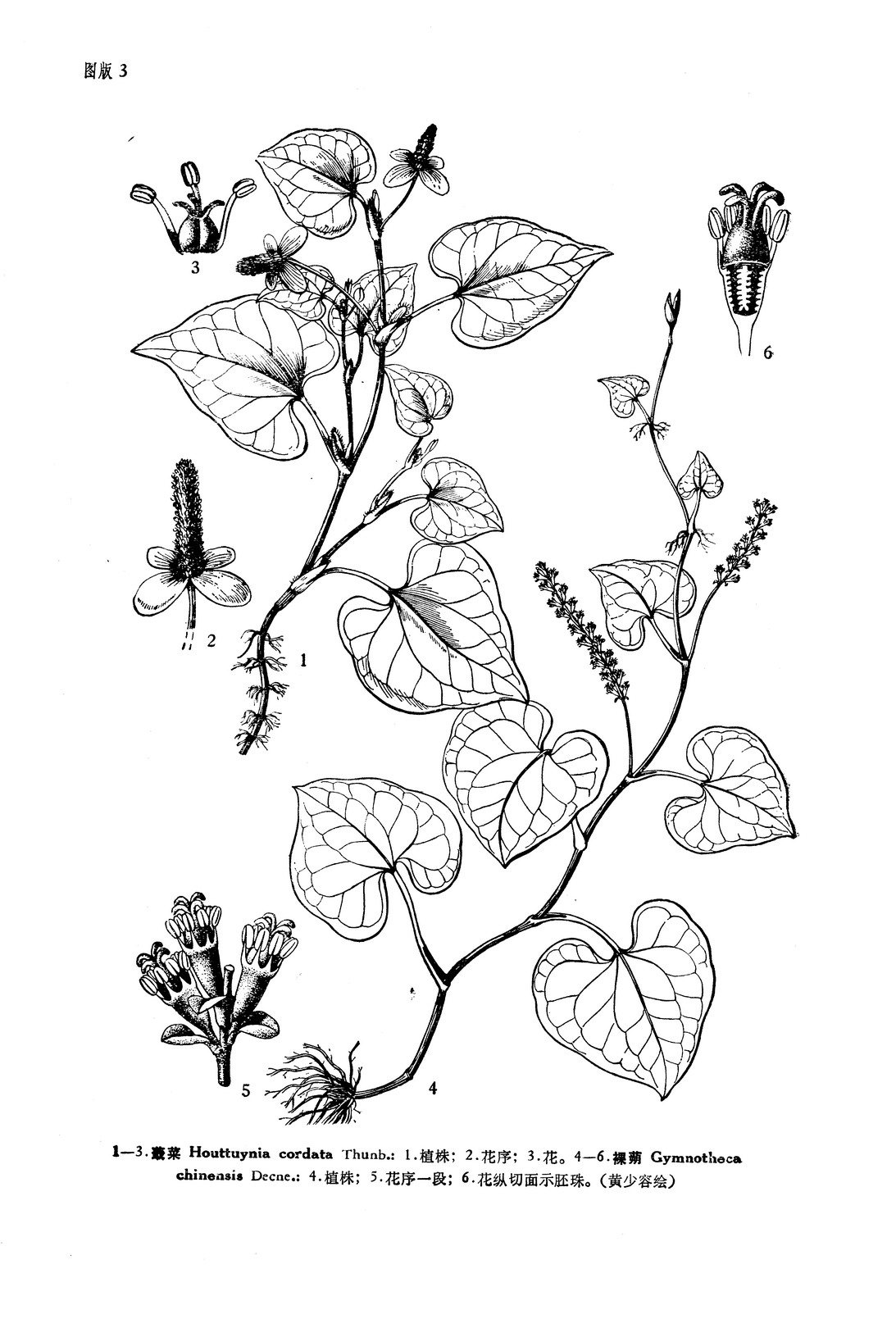 gymnotheca chinensis decne.
