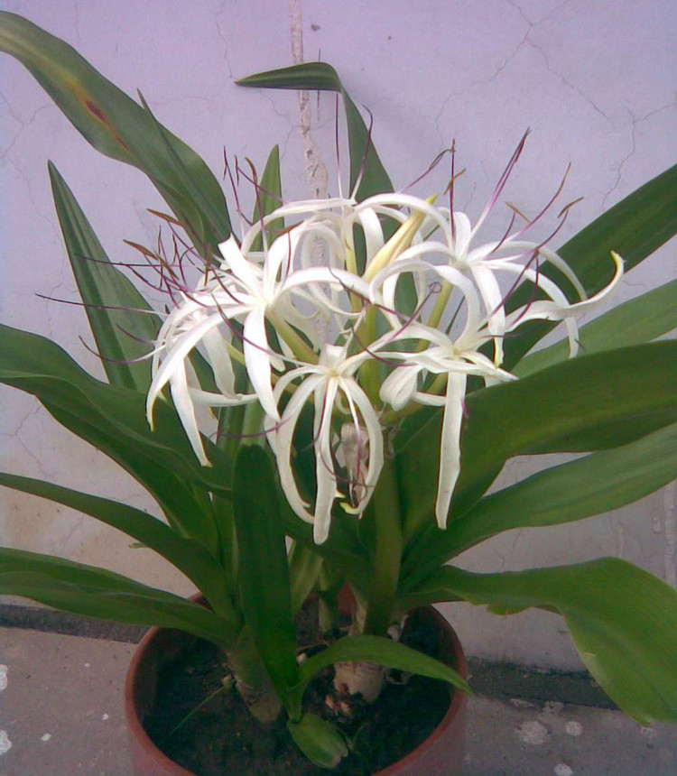  p>文珠兰属( a target="_blank" href="/item/学名/8074290" data