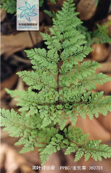 碎米蕨属中小中生 a href="#" data-lemmaid="7638032">蕨类 /a>植物