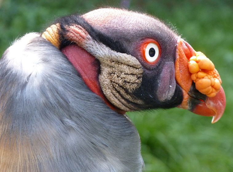  p>王鹫(学名:sarcoramphus papa),又名国王秃鹫,是大型食腐鸟类.