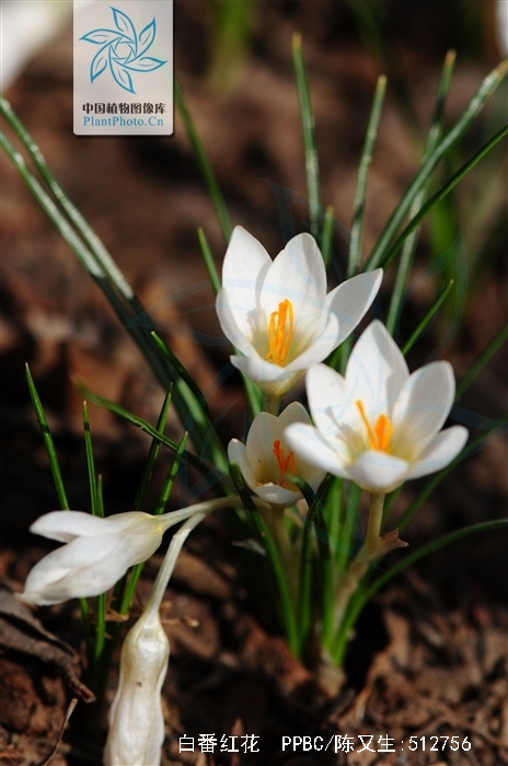 白番红花