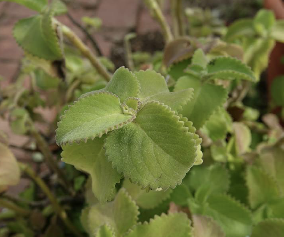 p>到手香(学名 i>plectranthus/i i>amboinicus/i(lour.