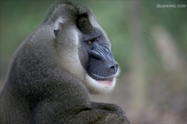  p>鬼狒(拉丁学名: i>mandrillus leucophaeus /i>)在外表上与山魈