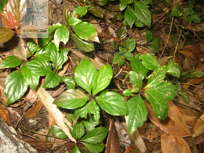  p> b>茄花香草 /b>(学名: i>lysimachia solaniflora /i>)为 a href=