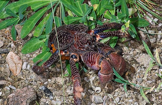 coconut crab