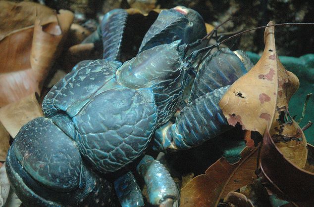  p>椰子蟹(学名: i>birgus latro /i>)是一种 a href="#" data-lemma