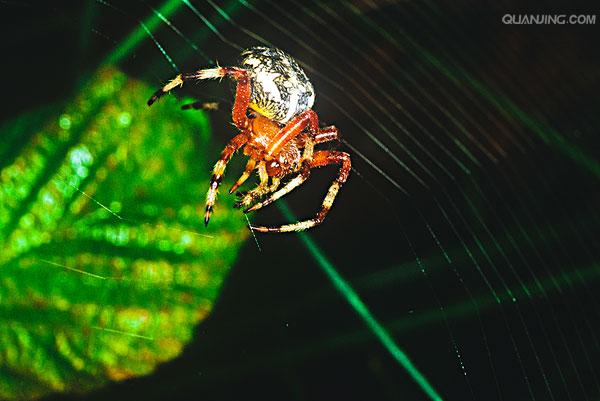  p>石蜘蛛,中药名.又名滴水珠等.