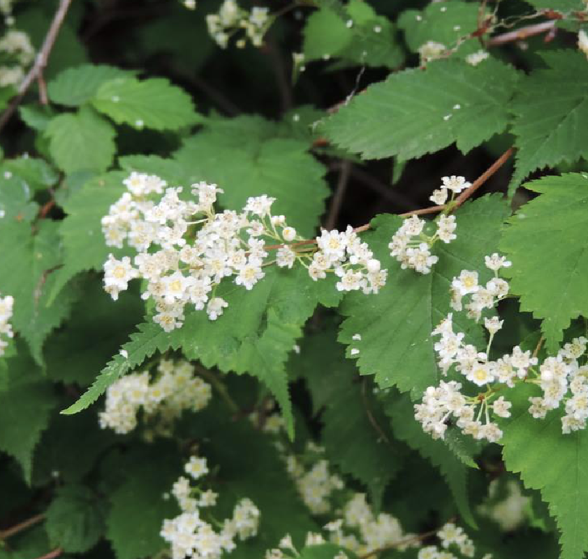  p>华空木(学名: i>stephanandra chinensis /i> hance)是 a target="