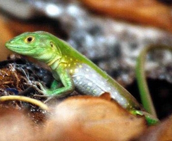  p>绿背树蜥(学名:calotes jerdoni)为树蜥属的 a target="_blank"