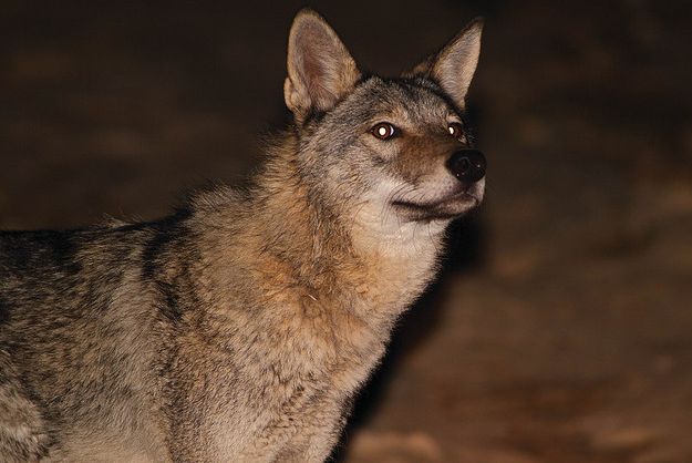  p>阿拉伯狼(学名: i>canis lupus arabs /i>)是 a href="#" data