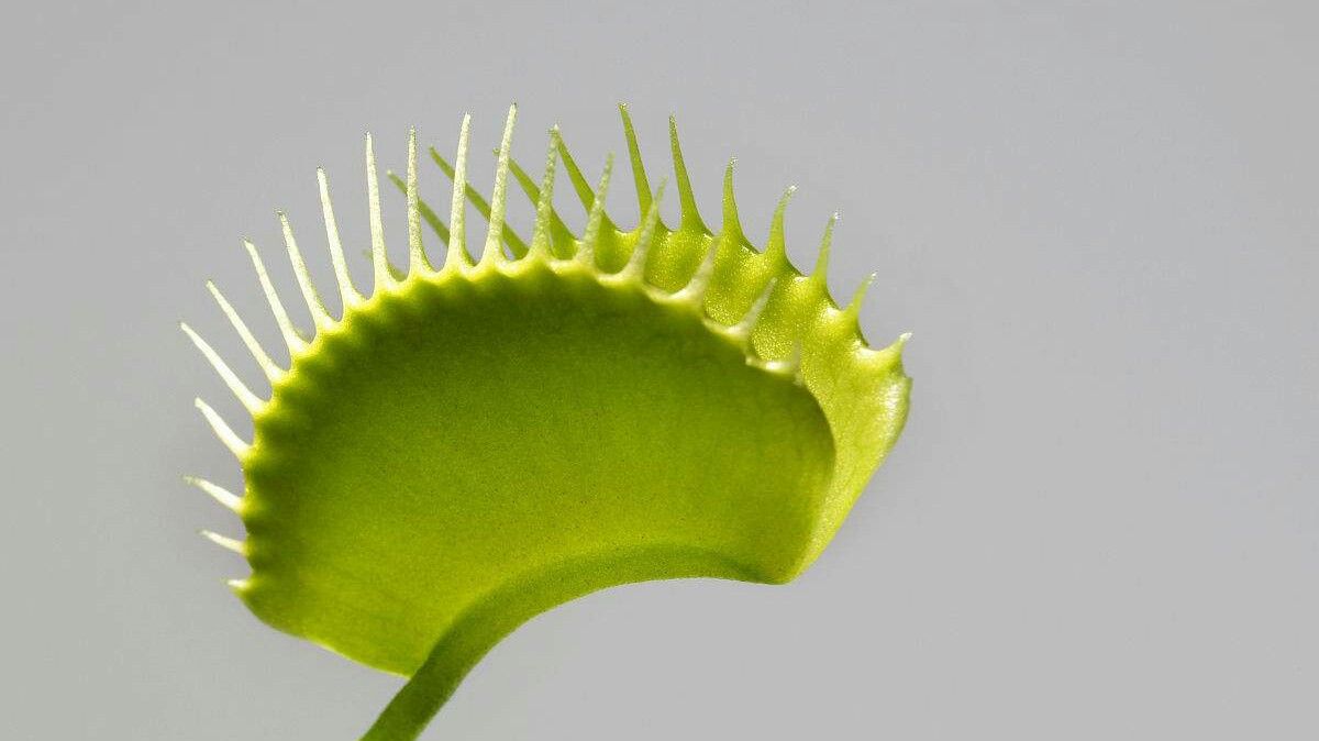  p>捕蝇草,( i>dionaea muscipula /i>),英文名称为venus flytrap,是