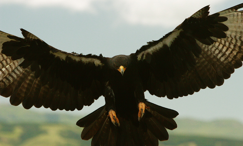  p>黑雕(学名: i>aquila verreauxii /i>):是鹰科,雕属的物种.