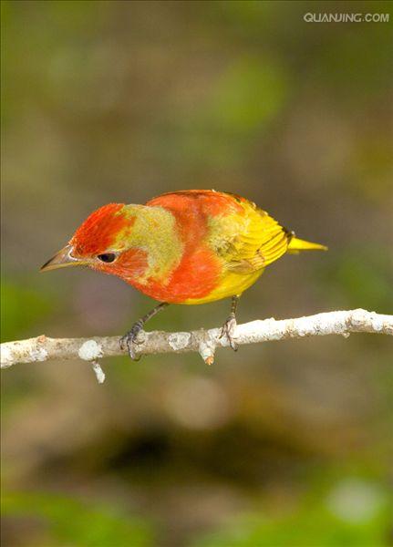 populus × canadensis moench