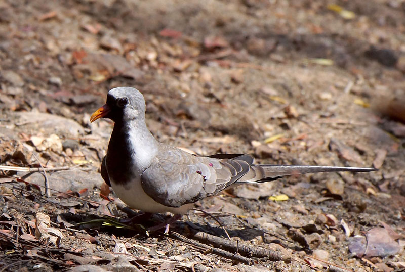  p>小长尾鸠,鸽形目,鸠鸽科,长尾鸠属的一个物种.