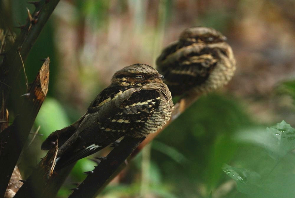  p>长尾夜鹰(学名: i>caprimulgus macrurus /i>),是夜鹰科,夜鹰属