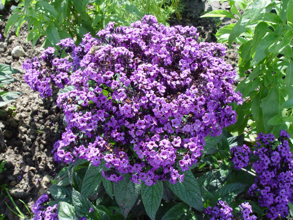  p> a href="#" data-lemmaid="3979500">天芥菜 /a>(学名