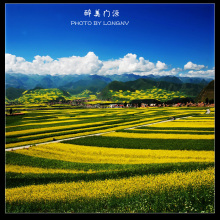 大美青海--门源油菜花海