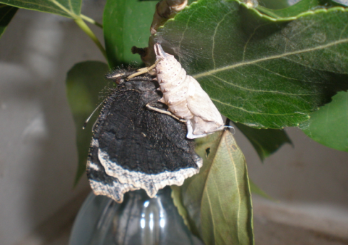  p>黄缘蛱蝶 ngmphalis antiopa( linnatns)是鳞翅目蛱蝶科蛱蝶亚科