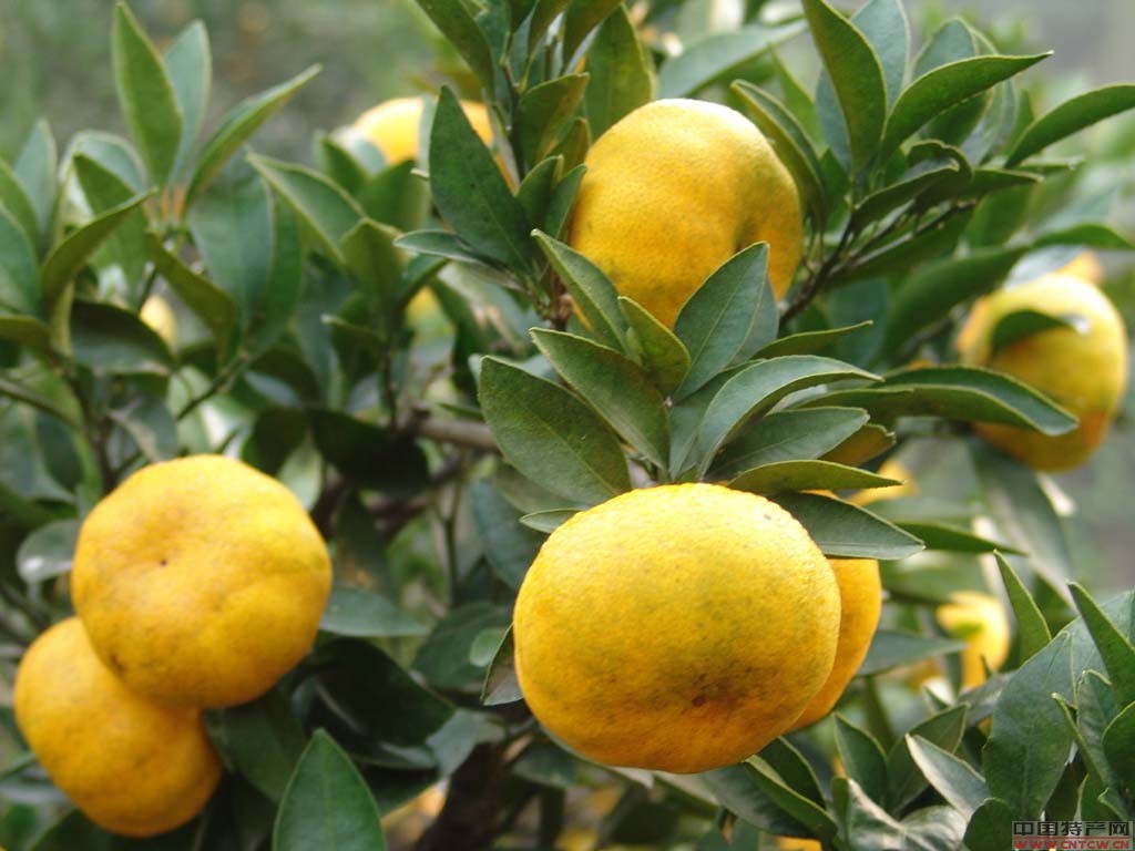 小托山桔的做法(珠海小托山桔几月有卖)