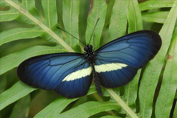  p>红带袖蝶 i>(学名:heliconius melpomene) /i>,又名红色邮差蝴蝶
