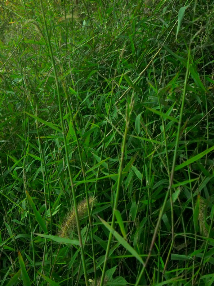  p>止血马唐(学名: i>digitaria ischaemum /i> (schreb.) schreb.