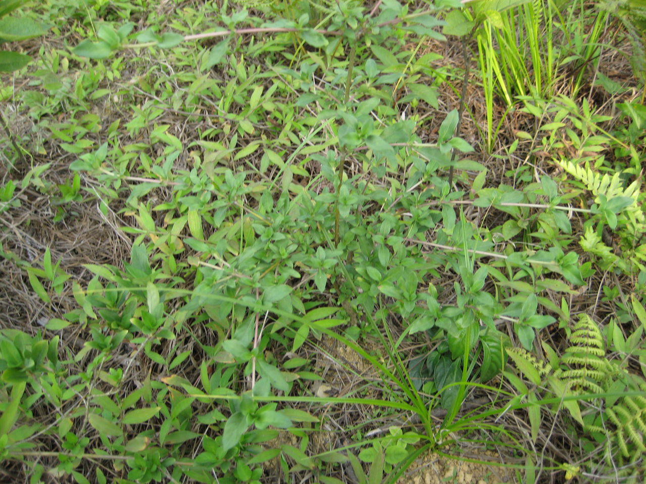 硬骨草属, a target="_blank" href="/item/石竹科/1168318" data