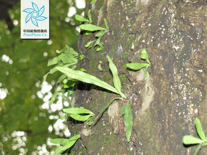 lepisorus paohuashanensis