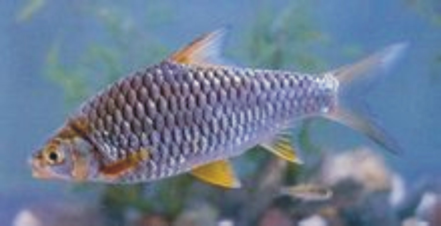  p>大鳞四须鲃主要分布于云南西双版纳的澜沧江水系.