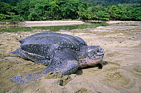  p>棱皮龟(学名: i>dermochelys coriacea /i>),属棱皮龟科,棱皮龟属