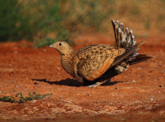  p>黑腹沙鸡(学名: i>pterocles orientalis /i>)体长29-34厘米,体重