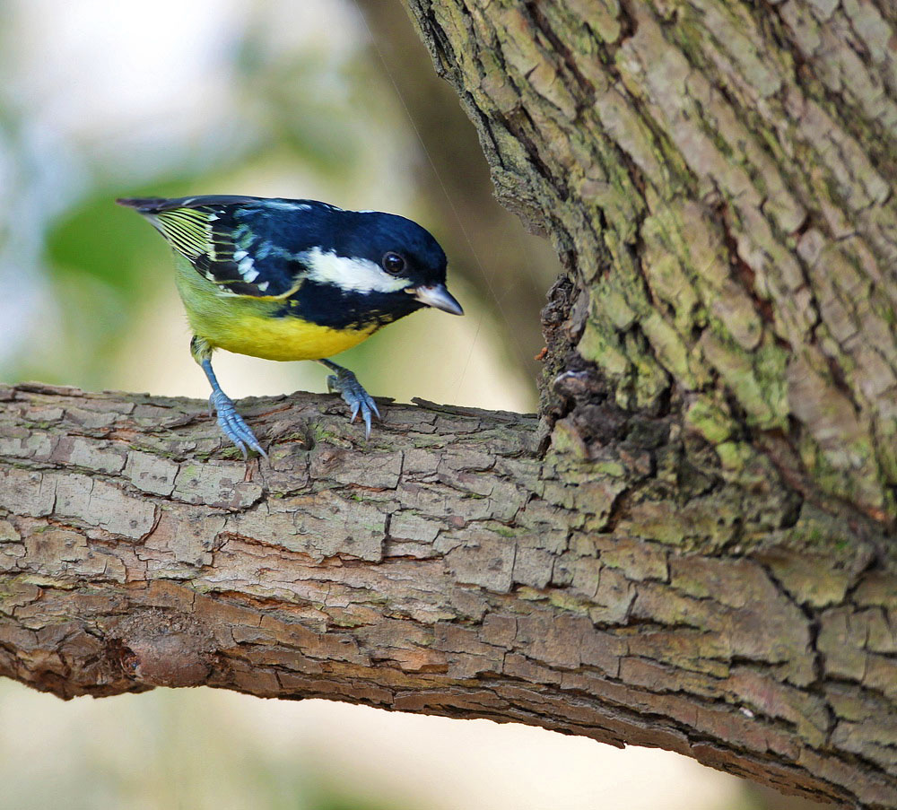 yellow-bellied tit