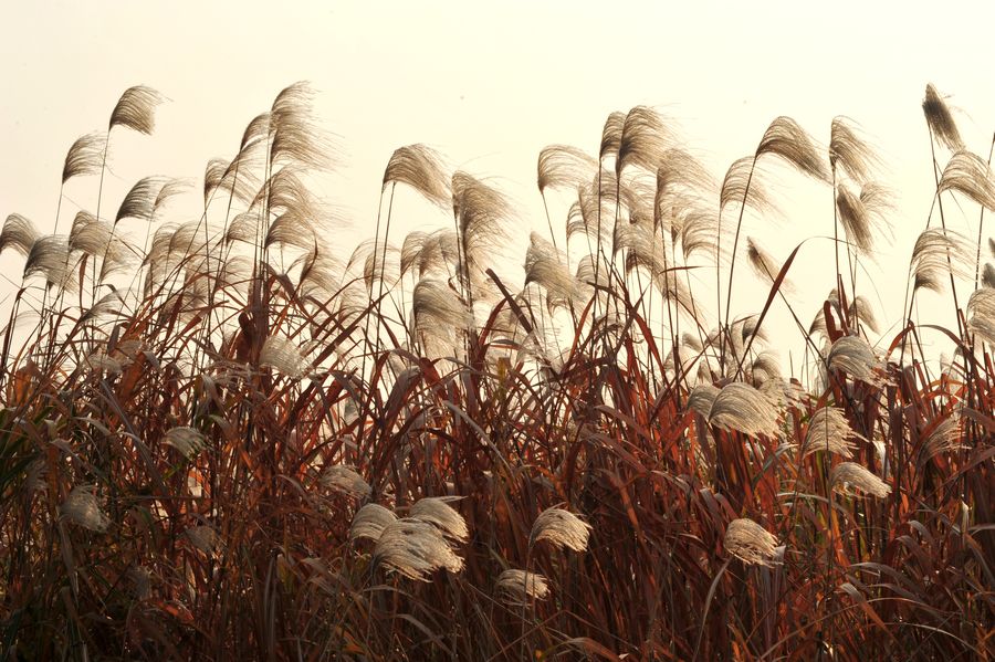 2458872">禾本科 /a> a target="_blank" href="/item/芦苇属/9331095