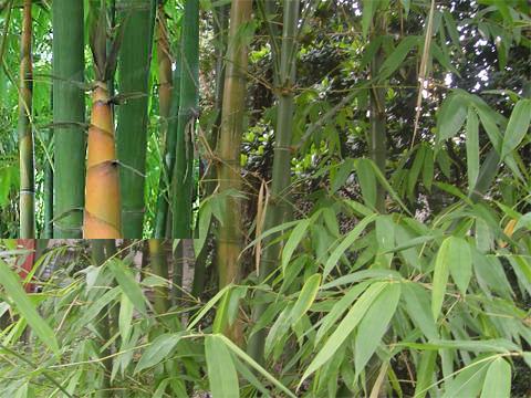  p>坭竹(学名: i>bambusa gibba /i> mcclure)是禾本科,簕竹属 a