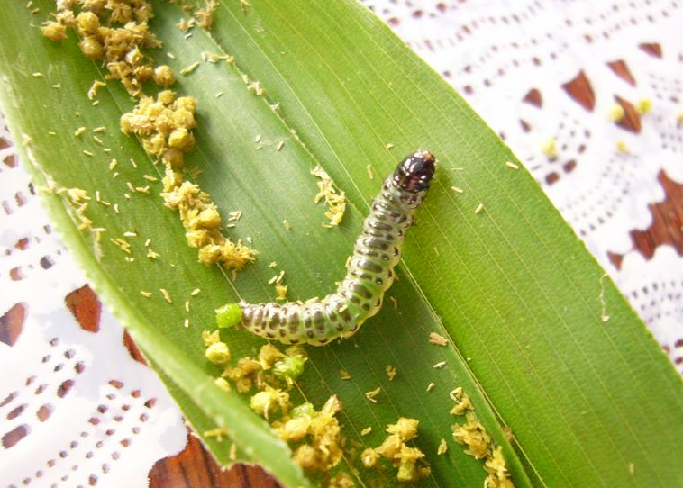 ="_blank" href="/item/螟蛾科">螟蛾科 /a>织叶野螟属的一种昆虫