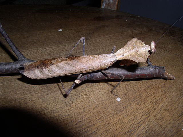 p>勾背枯叶螳螂,学名deroplatys desiccata,是来自马来西亚的大螳螂