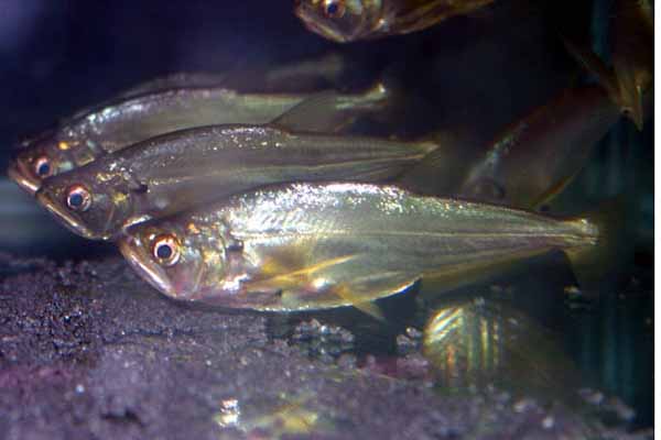 银光鱼