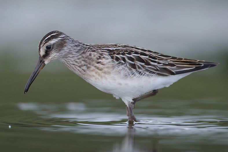 broad-billed sandpiper
