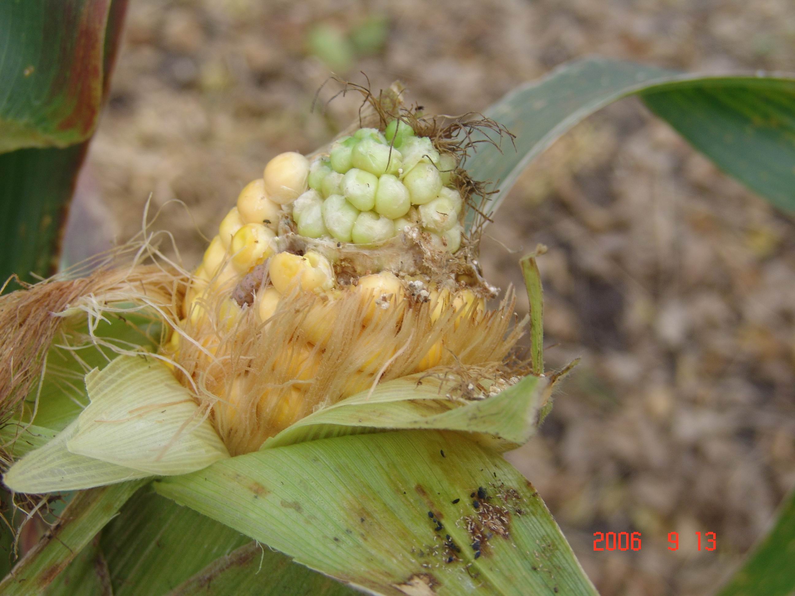  p>金针虫是叩甲(鞘翅目coleoptera叩甲科elateridae)幼虫的通称, 广