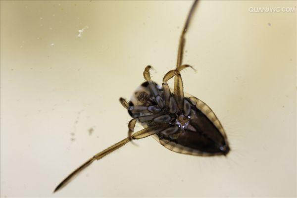  p data-id="tj0sluf65ciz">仰泳蝽是半翅目仰蝽科昆虫.