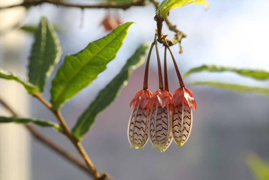  p>树萝卜属(学名: i>agapetes /i> d. don ex g.