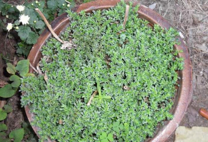  p>治疝草属, a target="_blank" href="/item/草本">草本 /a>植物;叶