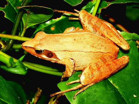 长脚赤蛙